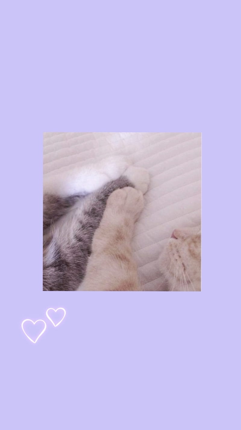 Aesthetic cat cute, aesthetic, cat, cute, HD phone wallpaper | Peakpx