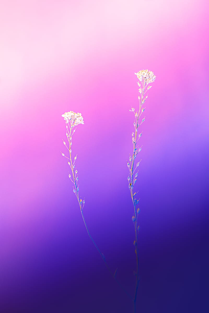 Purple Flower in Macro Lens, HD phone wallpaper