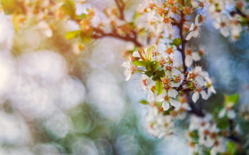 nature, cherry, flowering, HD wallpaper