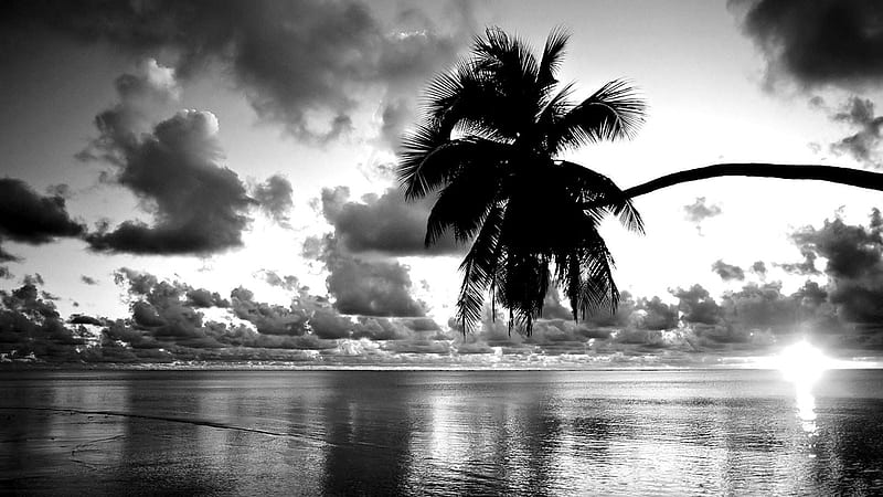 1080P free download | Black And White Of Beautiful Nature Black And ...