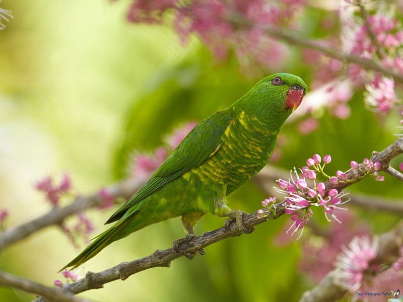 Blue and green feathers HD wallpaper