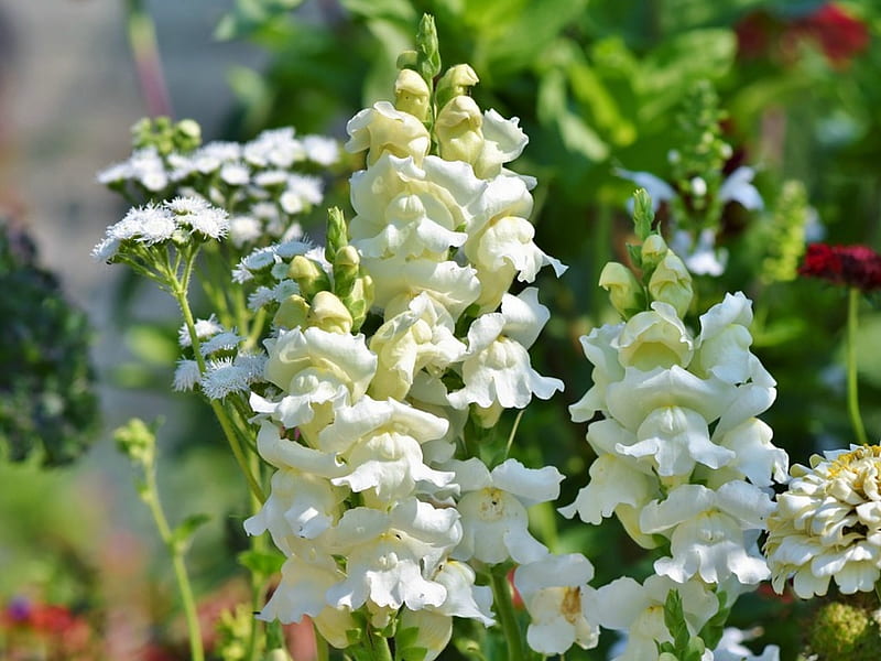 SNAPDRAGON FLOWERS, NATURE, FLOWERS, WHITE, HD wallpaper
