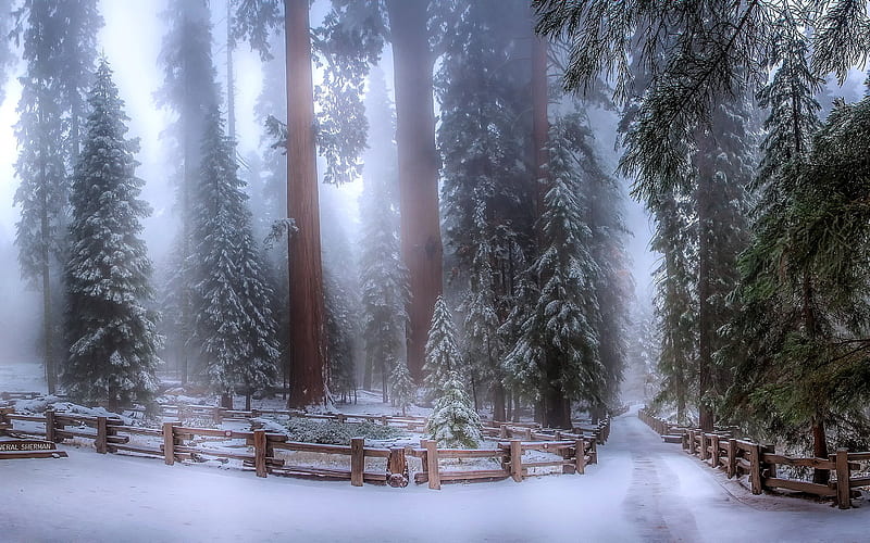 Sequoia National Park In Winter, tree, park, snow, winter, HD wallpaper