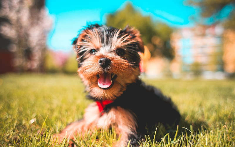 Yorkshire terrier, small dog, decorative dogs, cute animals, dog breeds, terriers, HD wallpaper