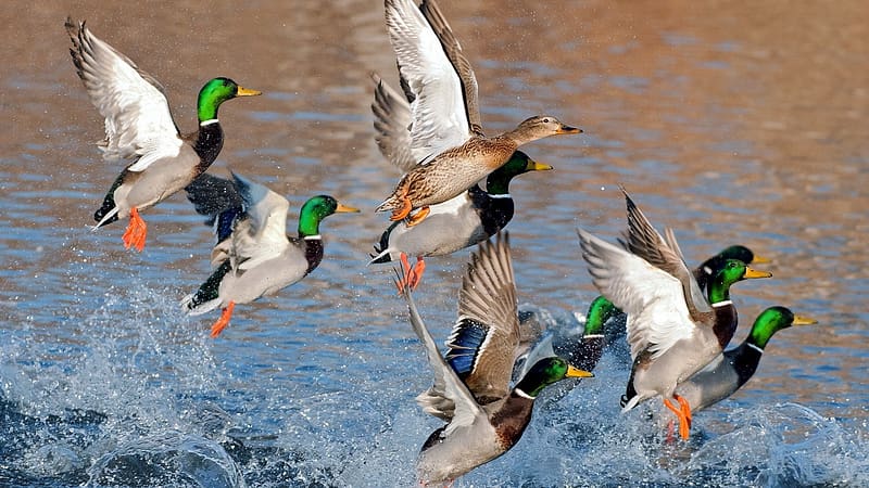 Birds, Water, Animal, Duck, Mallard, Flying, HD wallpaper