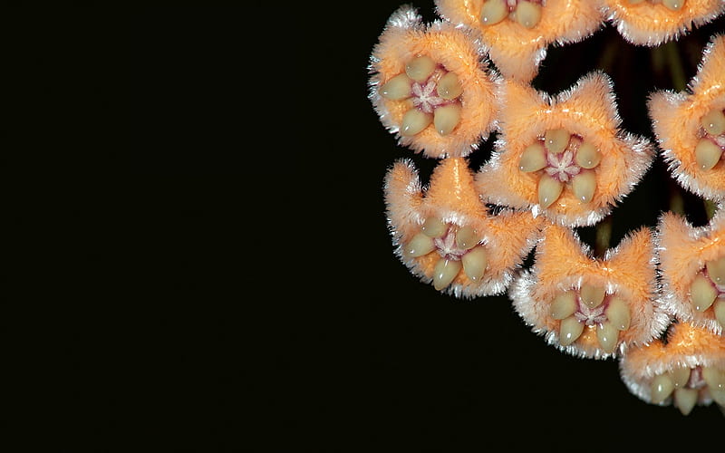 Hoya fraterna, orange, asclepiad, hoya, hairy, HD wallpaper