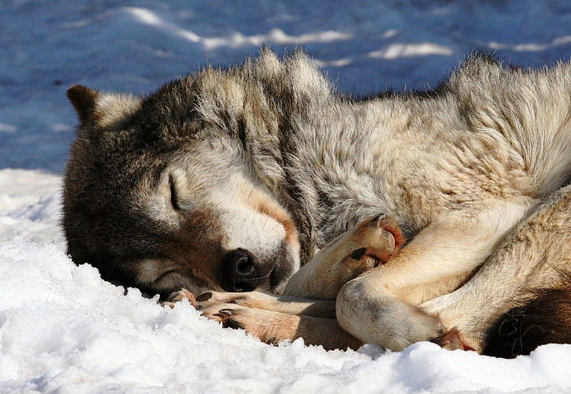 Resting in Snow, predator, snow, wolf, wolves, winter, HD wallpaper