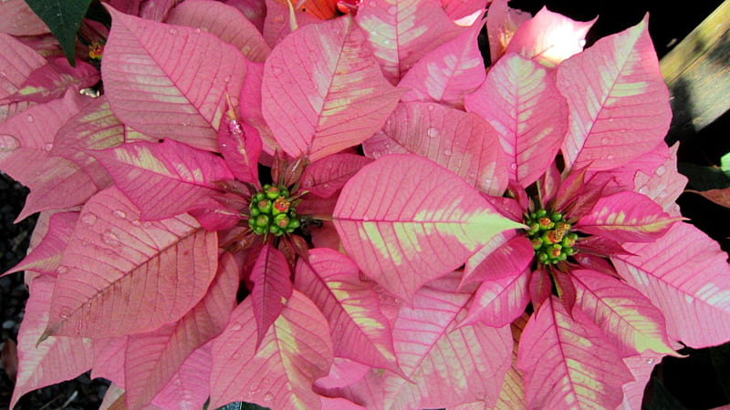 Poinsettia, Christmas floral displays, leaves, Euphorbia pulcherrima, pink, HD wallpaper