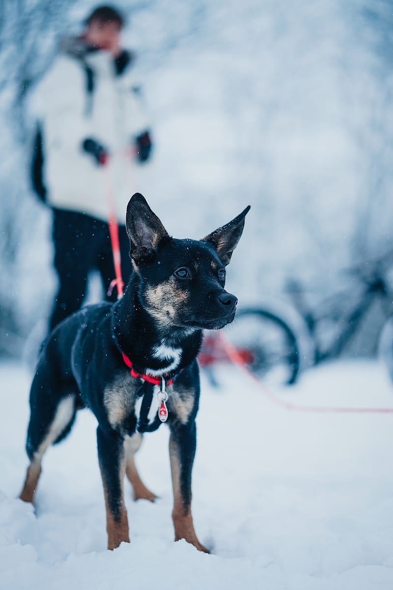 black and tan miniature pinscher on snow covered ground during daytime, HD phone wallpaper