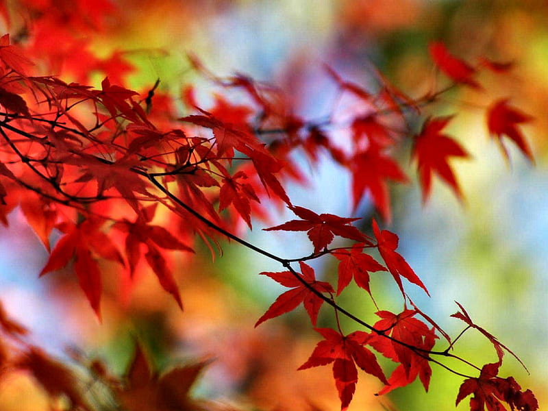 Red Maple Leaves F2 forest, fall, leaves, graphy, colors, nature, trees, HD  wallpaper | Peakpx