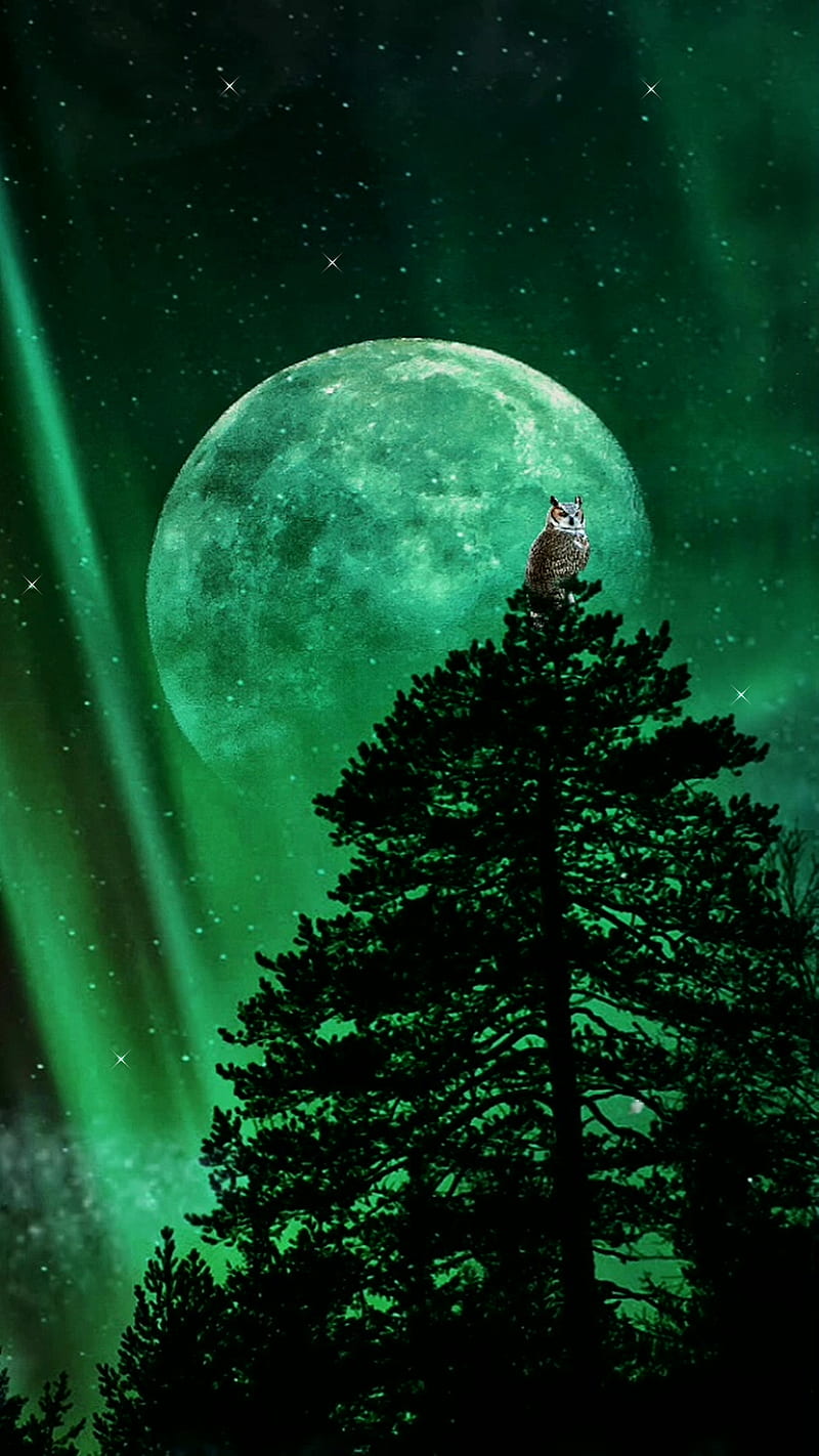 Green Skies & Owl, GreenSkies, aurora, dark, hoot, moon, nature, night, sky, tree, HD phone wallpaper