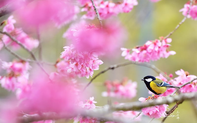 Blue Tit, sakura, blossom, bird, pasare, spring, HD wallpaper | Peakpx