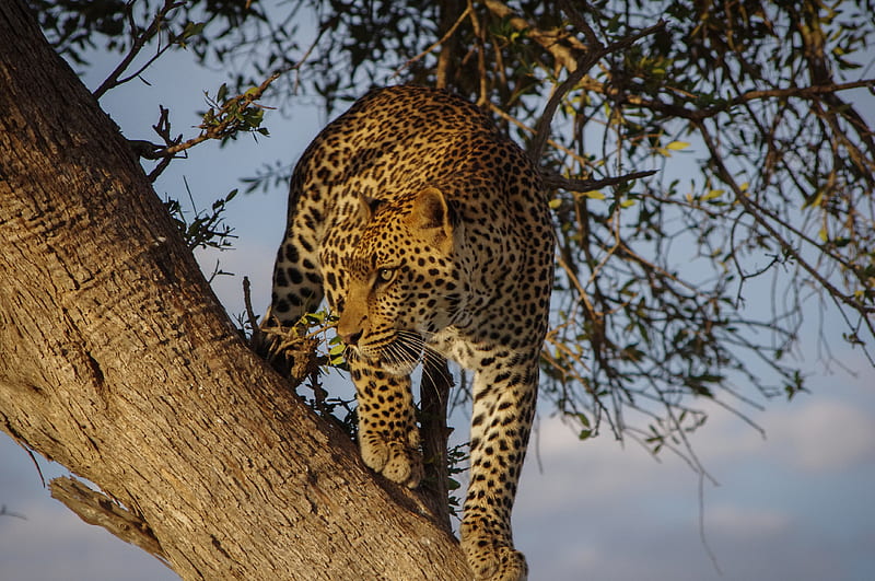 leopard, predator, big cat, glance, tree, HD wallpaper