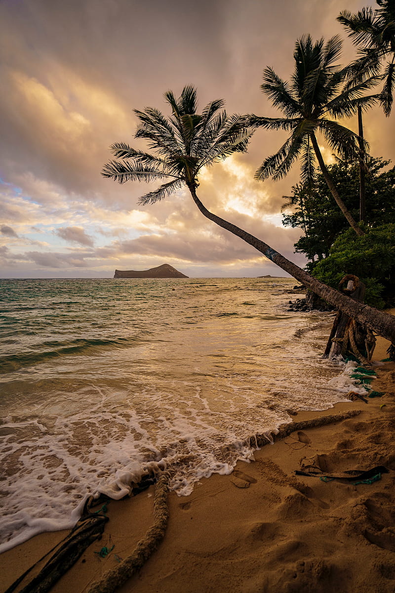 beach, palm trees, sea, tropics, HD phone wallpaper