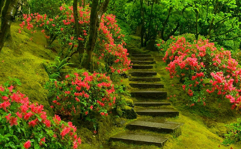 Beautiful garden, pretty, forest, lovely, stairs, bonito, roses, trees, flowers, garden, nature, HD wallpaper
