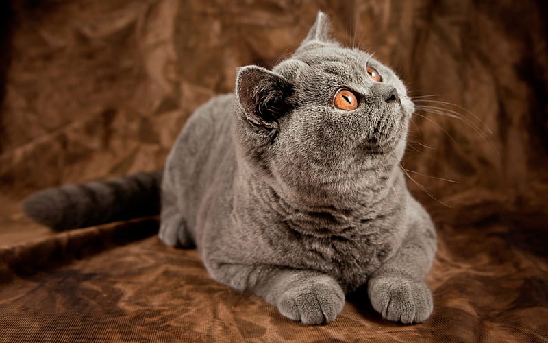 British Shorthair, gray cat, pets, domestic cat, yellow eyes, cute animals, cats, British Shorthair Cat, HD wallpaper