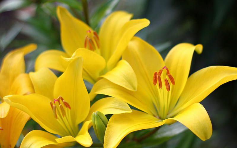 Yellow lillies, lily, flower, yellow, lillies, HD wallpaper