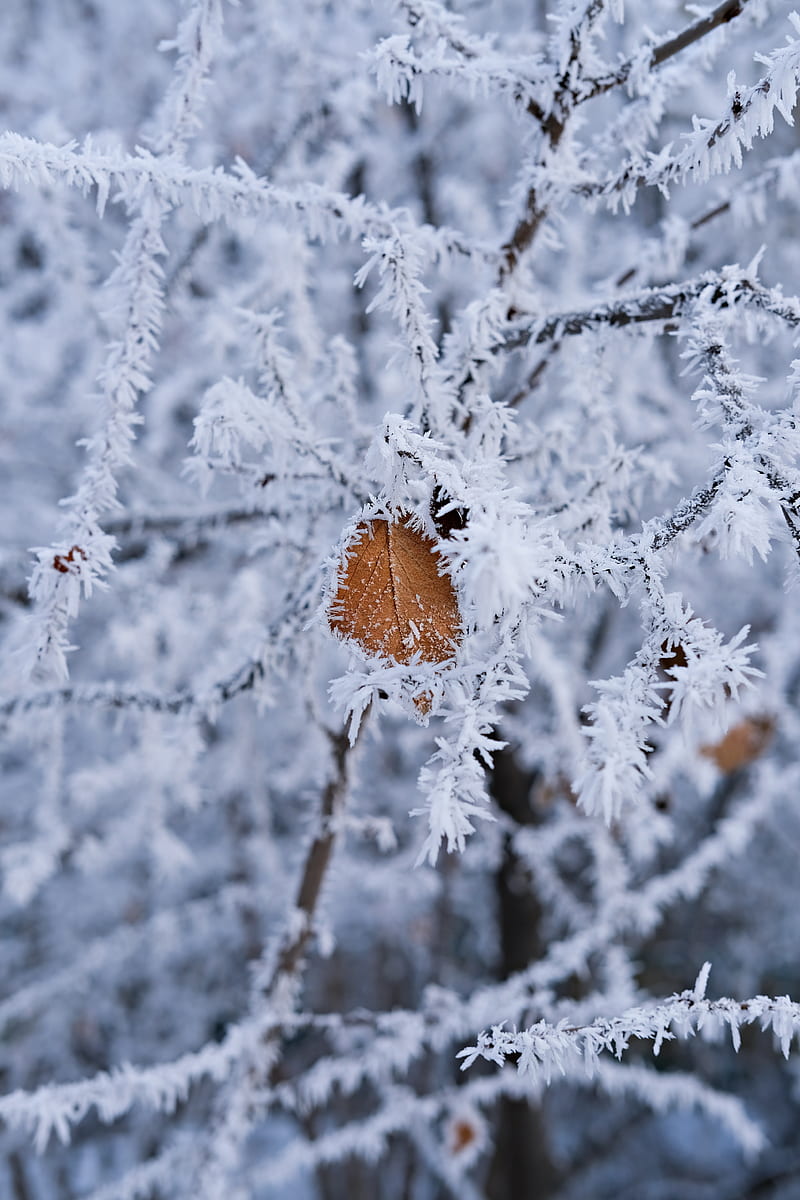branch, leaf, frost, macro, winter, HD phone wallpaper