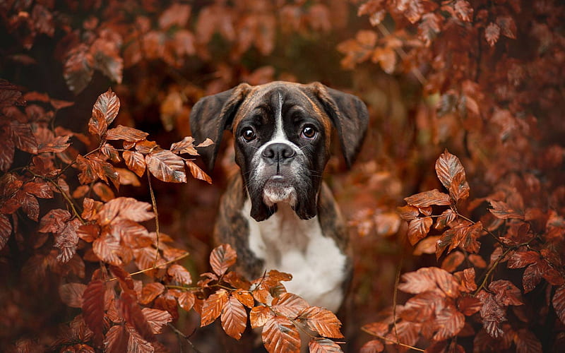 Boxer Dog, autumn, puppy, pets, cute animals, dogs, Boxer, HD wallpaper
