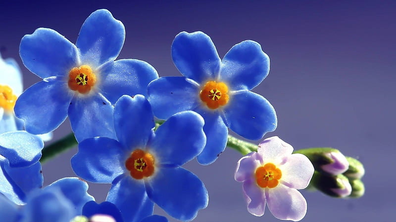 Blue Beautiful Flowers, blue, flowers, nature, HD wallpaper