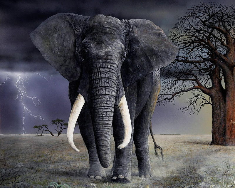 Long Tusks, elephant, ground, tusks, sky, clouds, storm, tree, lightning, animals, HD wallpaper