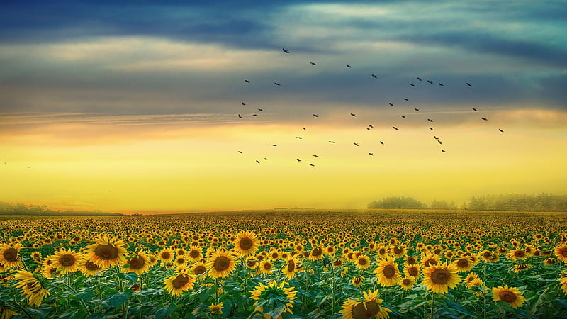 Sunflowers Field With Back Of Yellow And Cloudy Skin And Flying Birds Flowers, HD wallpaper