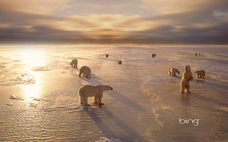 Polar bears near Churchill Manitoba Canada, near, Canada, Bears, Churchill, manitoba, Polar, HD wallpaper