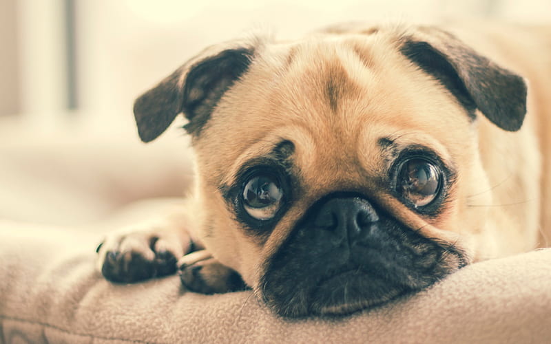 Pug Dog, close-up, sad dog, dogs, big eyes, cute animals, pets, Pug, HD wallpaper