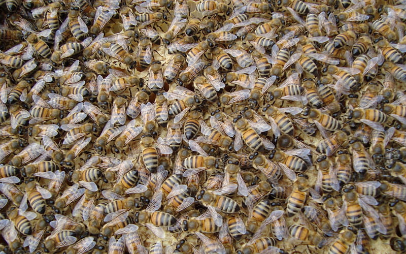 Bee Swarm Simulator Wallpapers  Wallpaper Cave