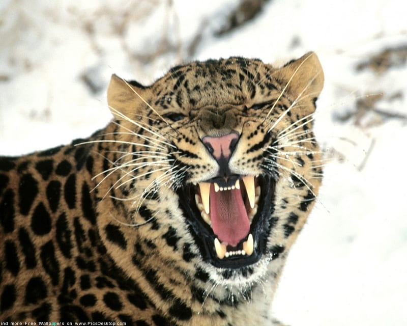 nice kitty, leopard, big, kitty, teeth, HD wallpaper