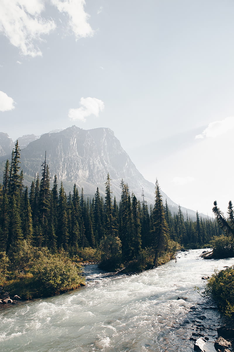 mountains, forest, spruce, trees, river, stream, HD phone wallpaper