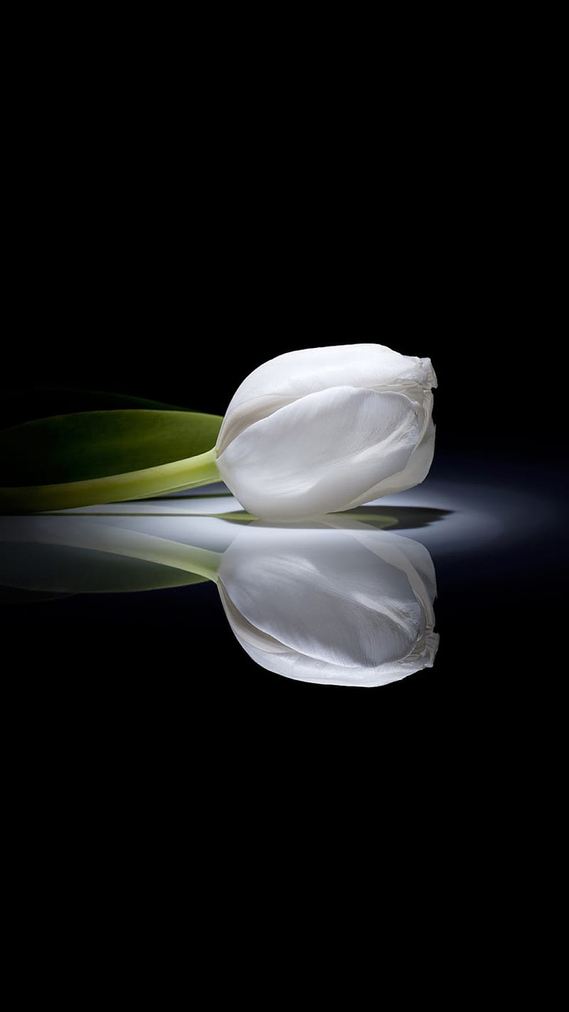 Tulipán blanco, flor, reflejo, Fondo de pantalla de teléfono HD | Peakpx