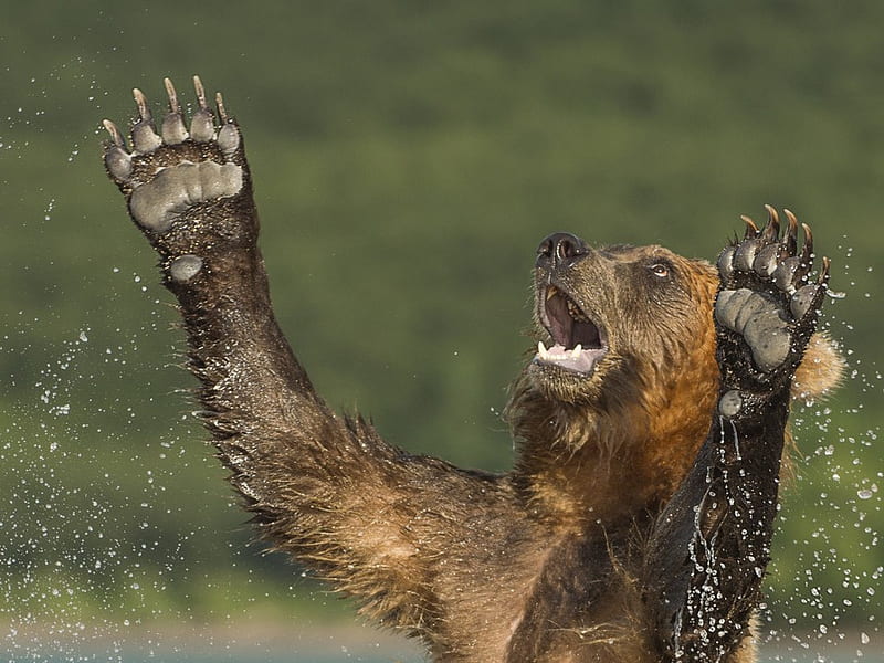Here! Here!, paw, bear, animal, water, green, urs, summer, funny, face, HD wallpaper