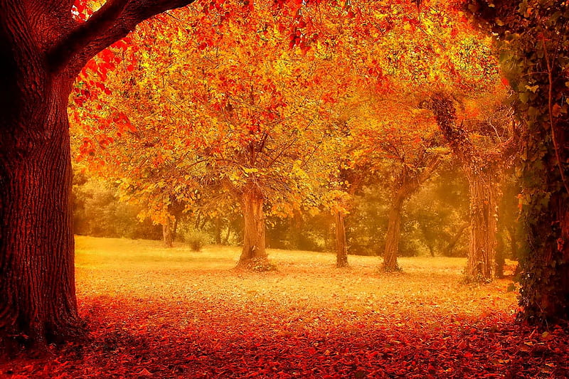 November, fall, pretty, colorful, autumn, glow, falling, shine, bonito ...