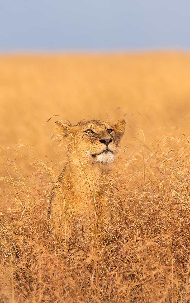 Cats, Lion, Animal, Africa, Tanzania, Serengeti National Park, HD phone wallpaper