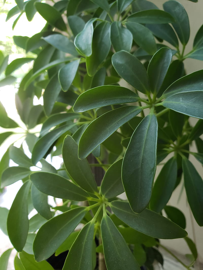 Natureluv, green, leaf, nature, plants, HD phone wallpaper | Peakpx
