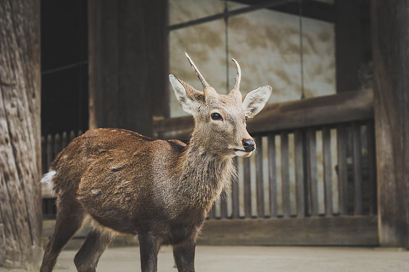 brown deer standing near wooden fence, HD wallpaper