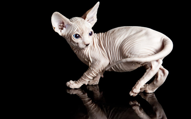 white sphynx cat, small white kitten, hairless cat, pets, cute animals, sphynx, cats breeds, HD wallpaper
