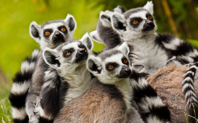 Lemur Family, lemurs, family, primates, animals, HD wallpaper | Peakpx