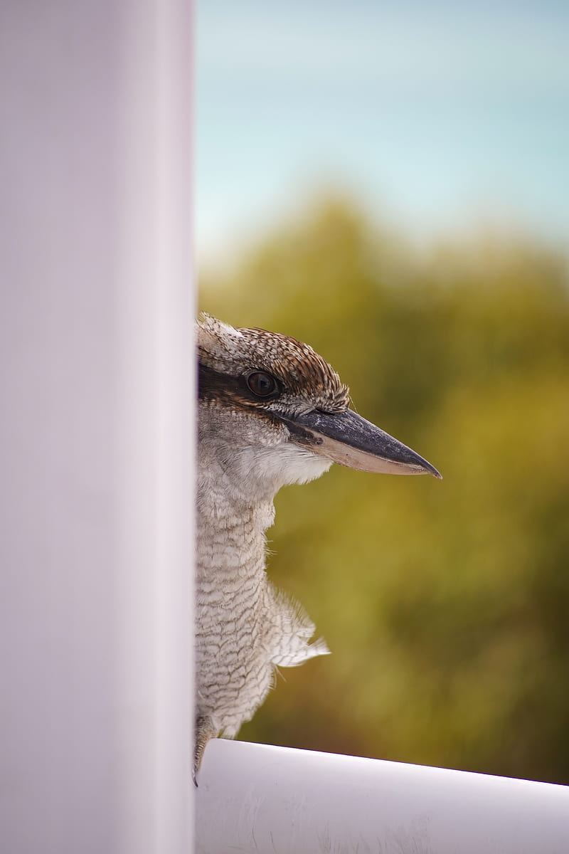 Im Watching You, bird, birds, kookaburra, HD phone wallpaper