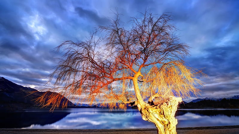 lit up tree by wanaka lake in new zealand, tree, mountains, dusk, lake, light, HD wallpaper