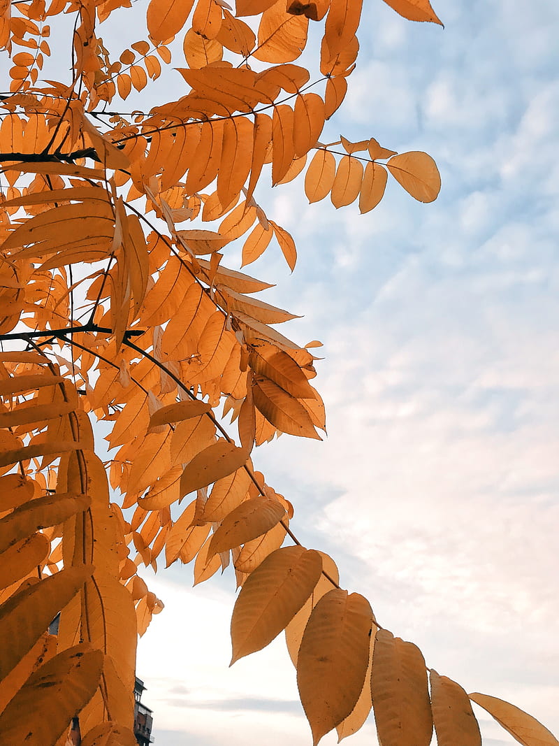 Orange-leafed plant, HD phone wallpaper | Peakpx