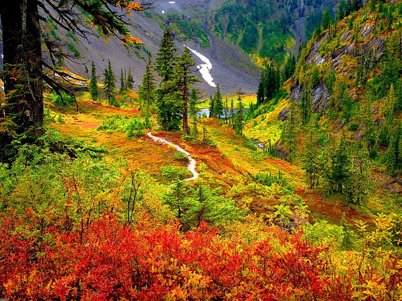 Mountain wilderness, pretty, colorful, autumn, bonito, bushes, mountain, wilderness, leaves, nice, path, flowers, lovely, wild flowers, mountainscape, colors, esh, tree, slope, meandering, nature, HD wallpaper