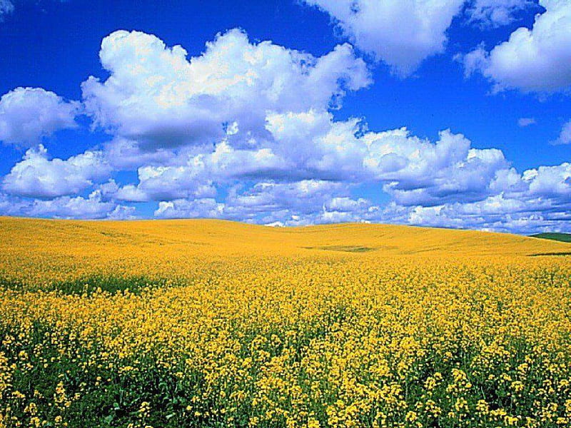 Yellow fields of rape, clouds sky, rape, nature, spring, blue, HD wallpaper