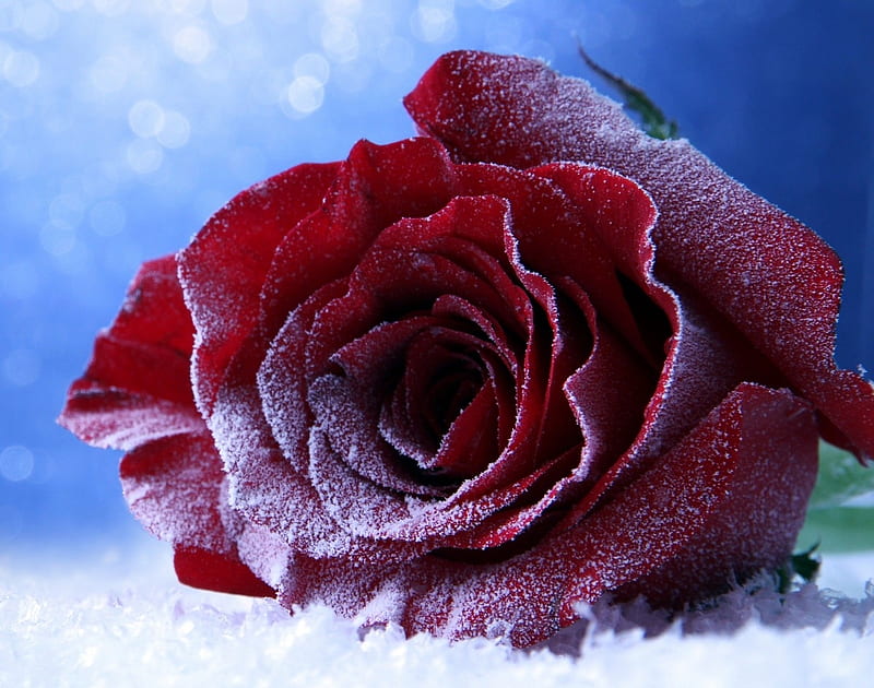 Winter rose, rose, snow, flower, trandafir, winter, iarna, blue, red, froz n, frozen, HD wallpaper