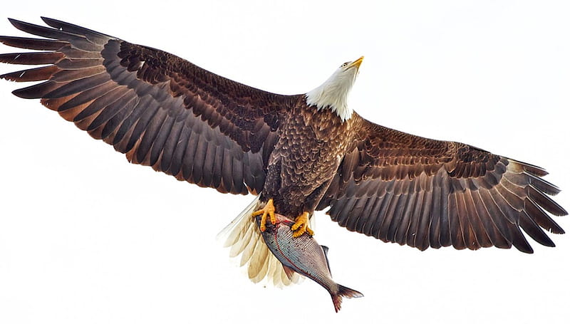 eagle, bold, harpei, bird american, flying, great, fisch, HD wallpaper