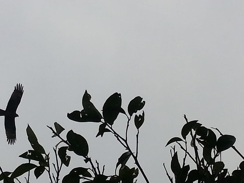 lemon tree leaves, lemon leaves, bird, islamabad, clouds, Pakistan, HD wallpaper