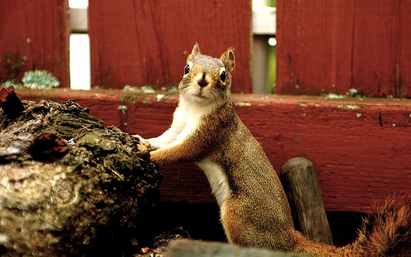 A cute squirrel in my Backyard, HD wallpaper