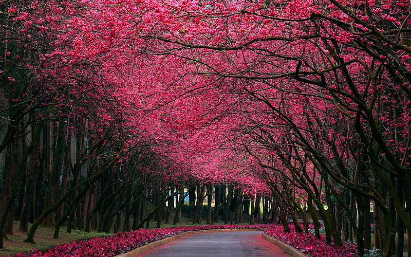 Hermoso camino, arboles flores, HD wallpaper