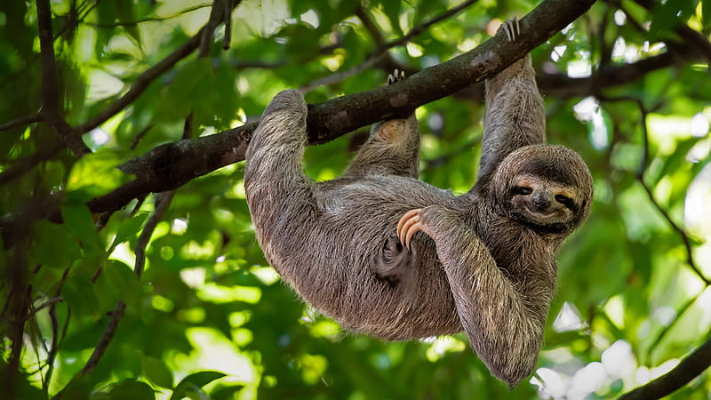 Brown throated sloth, bing, sloth, throated, brown, HD wallpaper | Peakpx